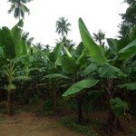 800px-Banana_Tree_from_Kerala_5001