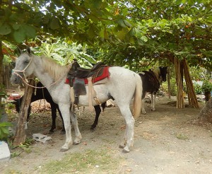 www.Visitpuertoarmuelles.com